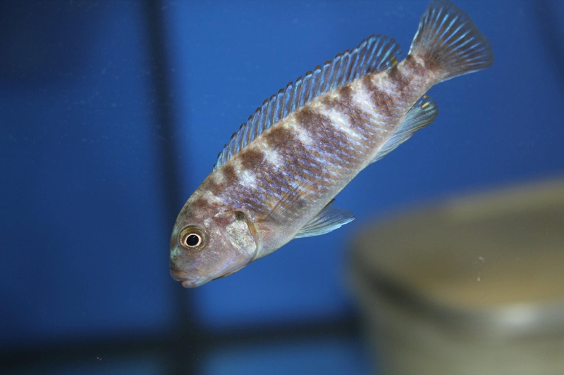 Pseudotropheus sp. 'variable eastern' Gome Rock